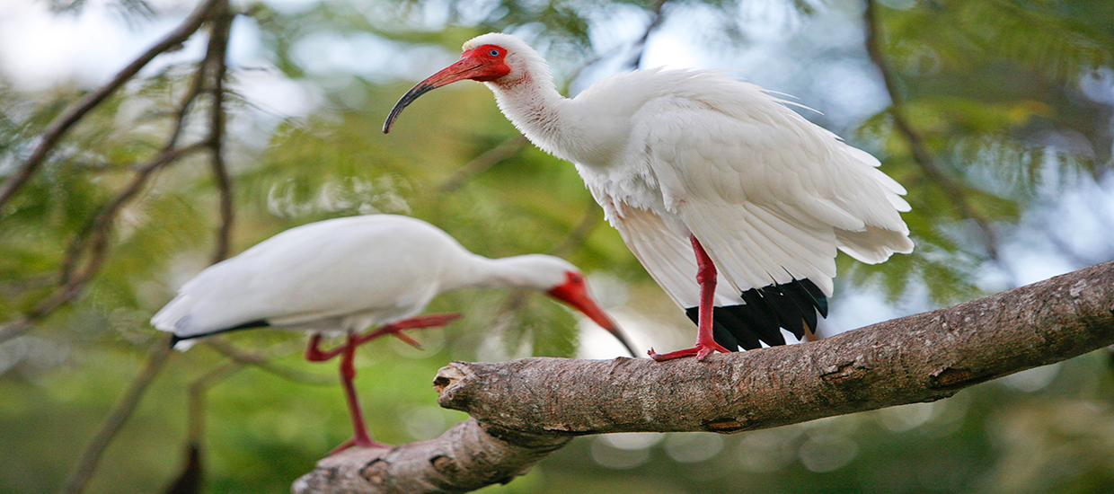 Ibis