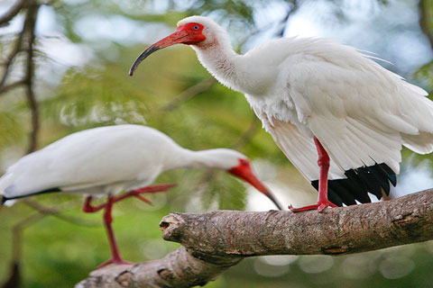 Ibis