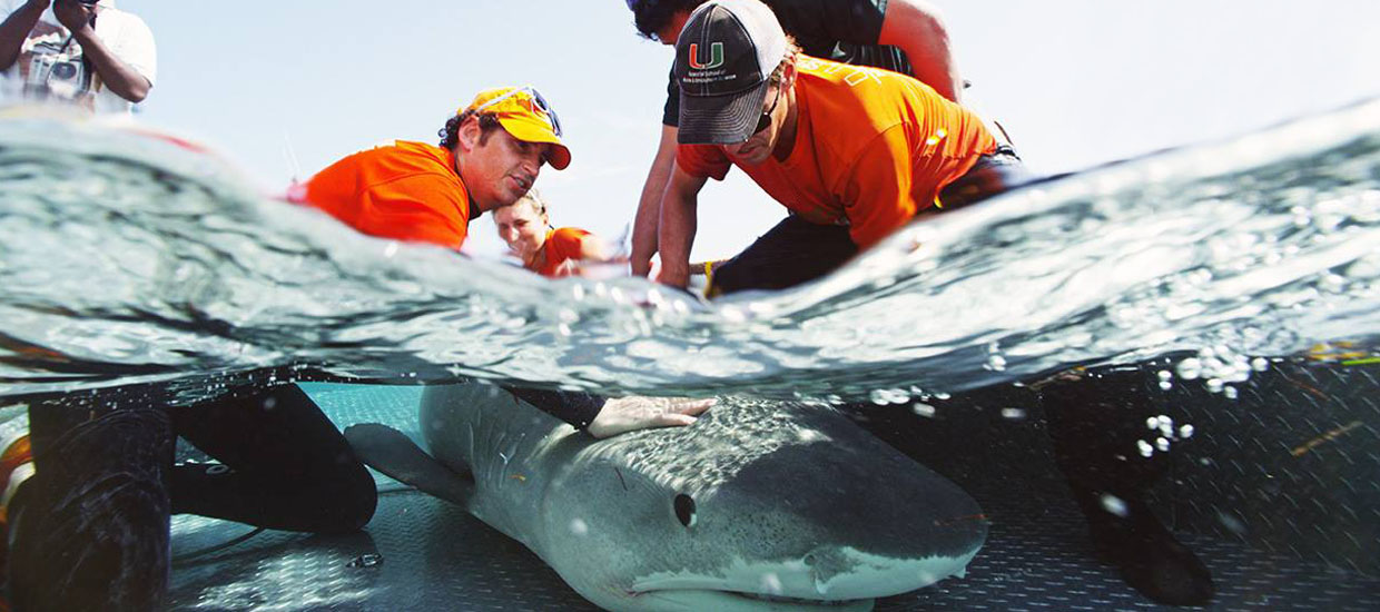 Dr Neil Hammerschlag tagging a shark