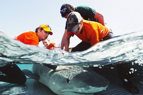 Dr Neil Hammerschlag doing shark research