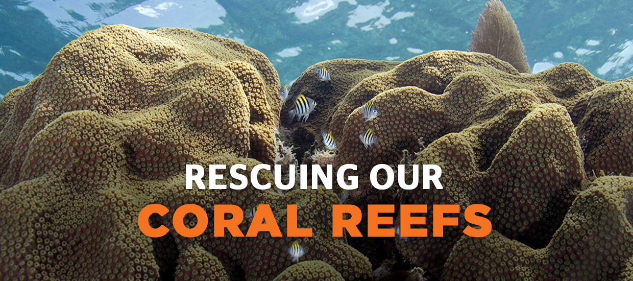 Rescuing our coral reefs image 