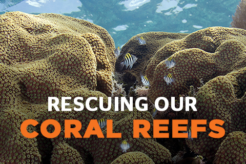 Rescuing our coral reefs image 