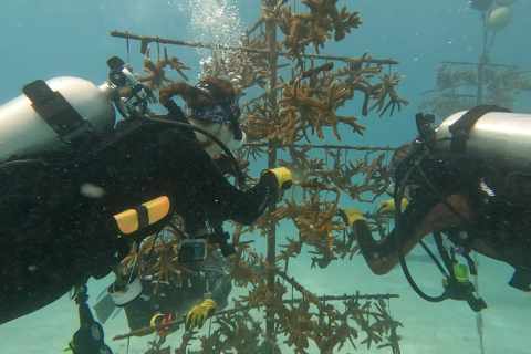 website-rescue-a-reef-coral-restoration-dive.png